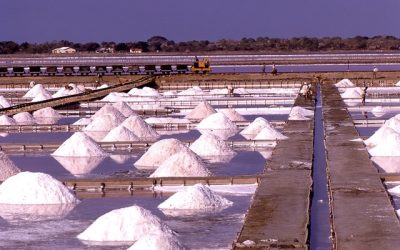 Government short of salt and flavour